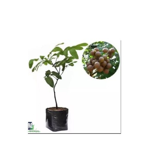 BIBIT BUAH KELENGKENG PINGPONG POHON KELENGKENG PINGPONG