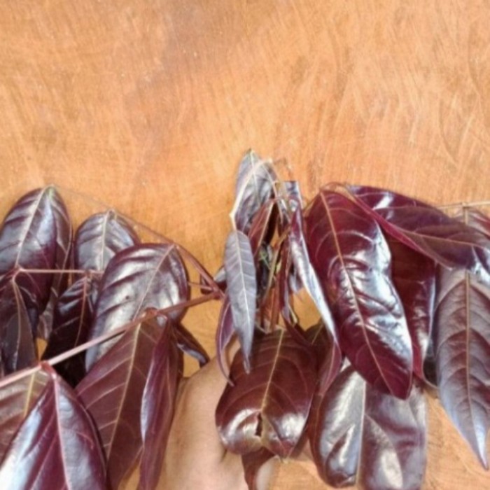 

Daun Jengkol Muda per 500 gram fress untuk obat herbal