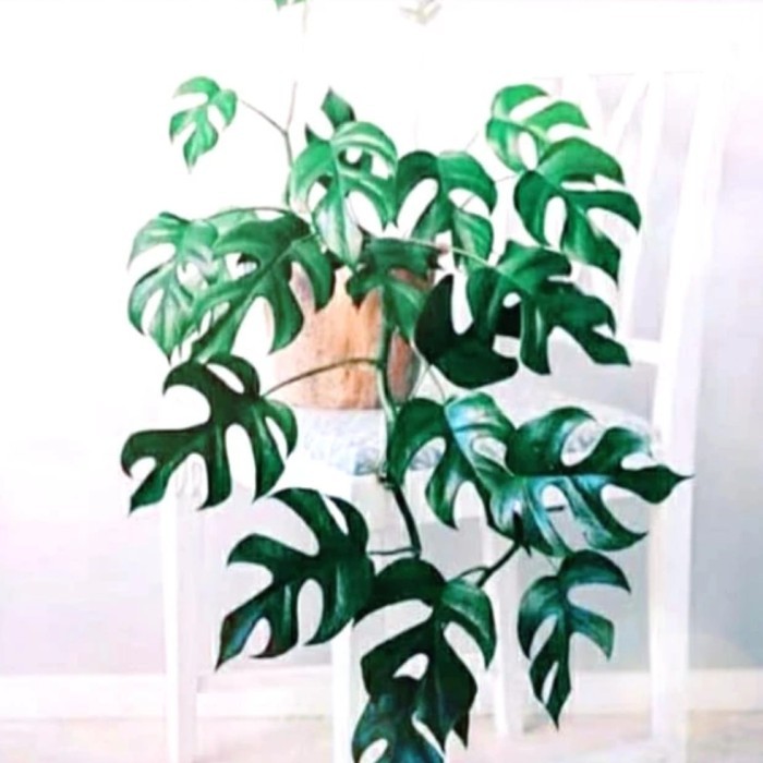 tanaman hias monstera mini tetrasperma - monstera mini