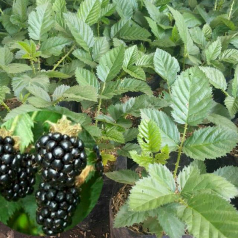 Bibit blackberry / bibit blueberry hitam / blueberry berduri