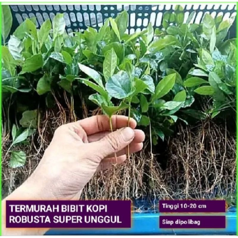 1 iket isi 100btg free 20btg kopi robusta lampung bahan polibek ADN