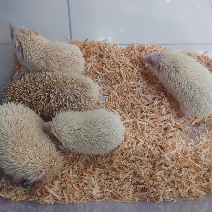 SALE -Landak mini indukan jantan + bonus - jantan, indukan