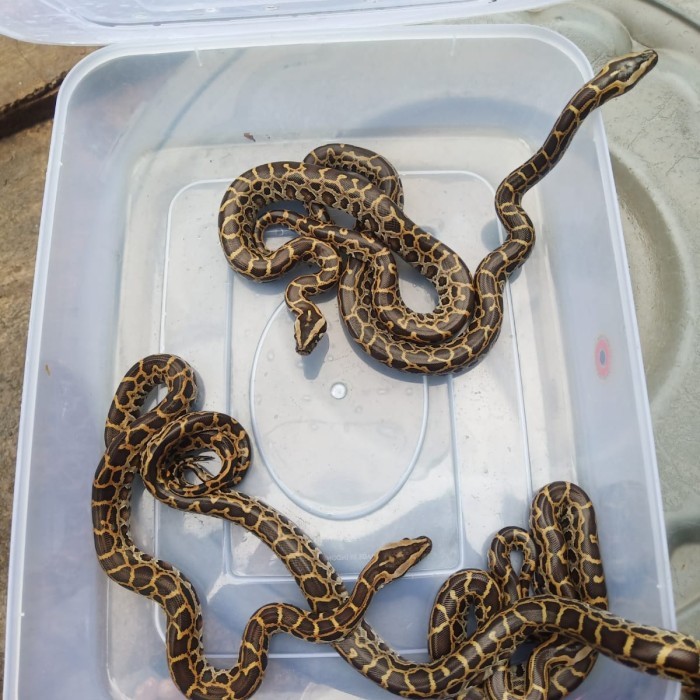 SALE -python molurus /bukan retic,corn snake,ball python,boa