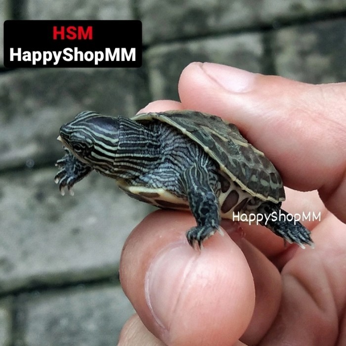 SALE -Kura Ocadia Sinensis Cerah motif Pilihan (uk 3-5cm)