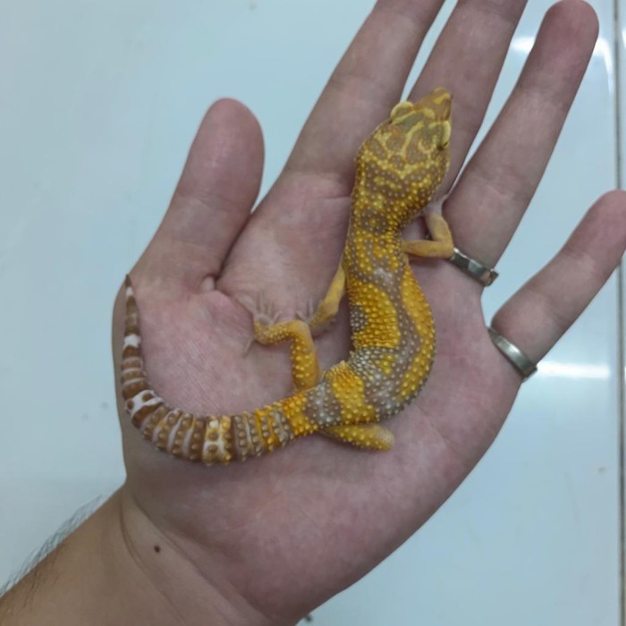 SALE -leopard gecko indukan