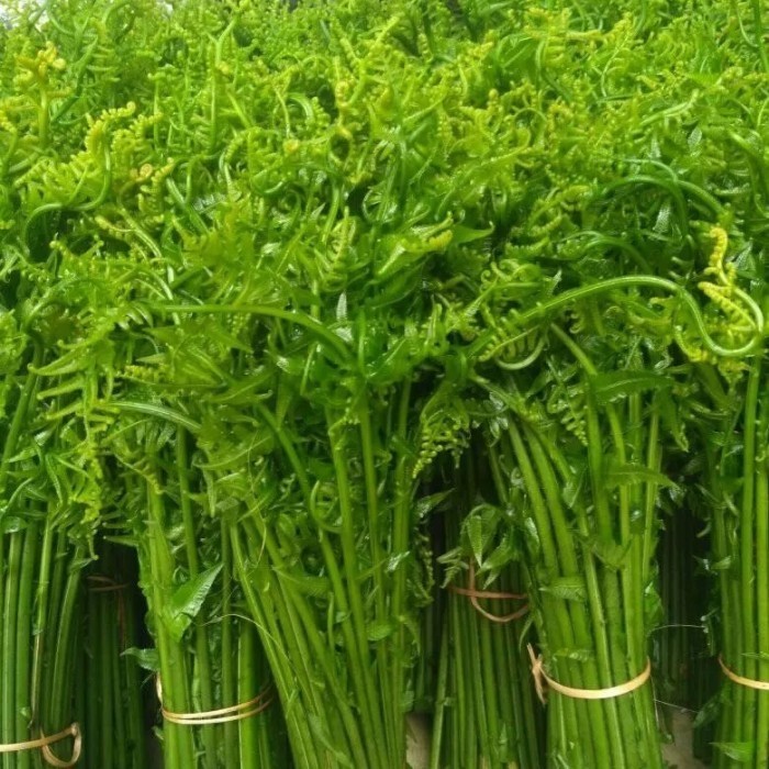 

Pakis sayur segar 1kg fresh