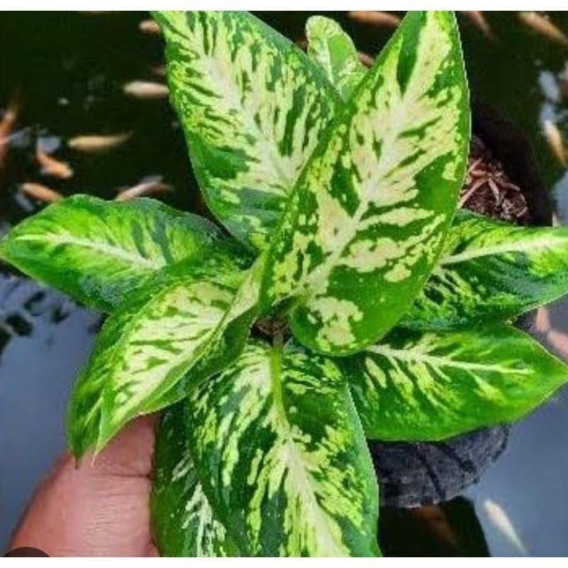 KOKOWA FLORA tanaman hias bunga cantik hias diven candi/diven brazil segar