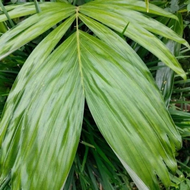 

SAHABATANI Herbal daun salak segar 500gram langsung petik PROMO TERMURAH