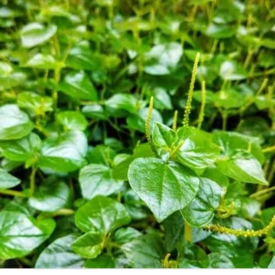 daun sirih cina segar 1kg