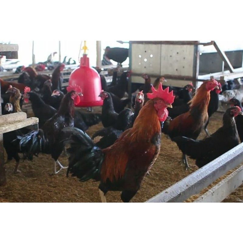 

FERTIL TELUR AYAM KUB 2 JALUR PETELUR TANGGUH UNTUK DI TETASKAN