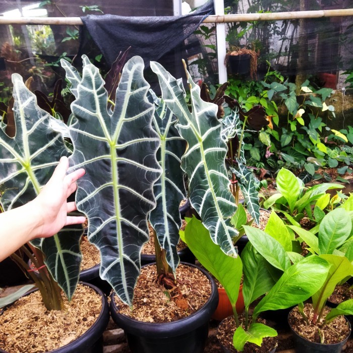 New keladi amazon daun besar