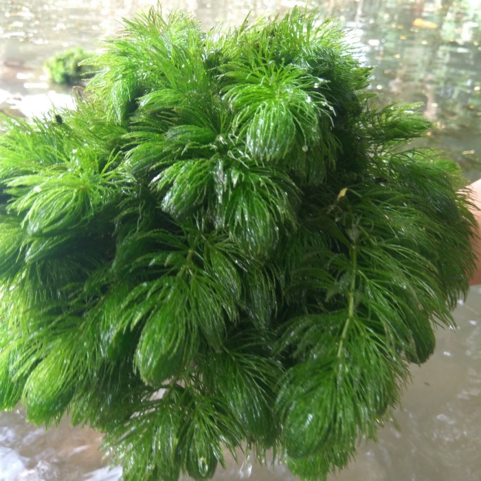 Ganggang Tumbuhan Air Tawar - 1 Batang