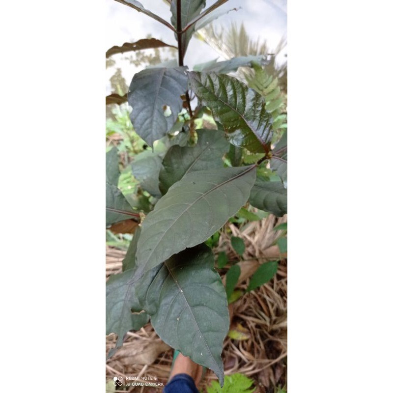 

daun ungu /handeuleum segar