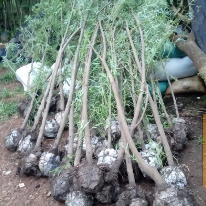 liang Liu tinggi 3 meter pohon liang liu