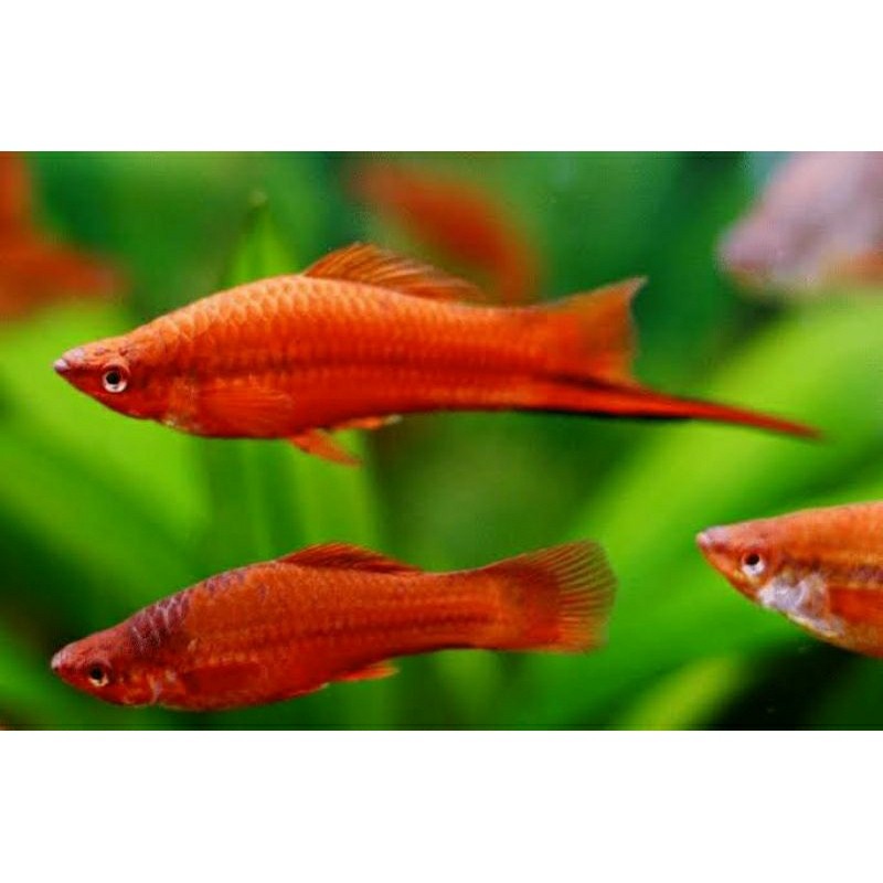 ikan platy pedang merah / ikan platy red sword / ikan plati / ikan platis