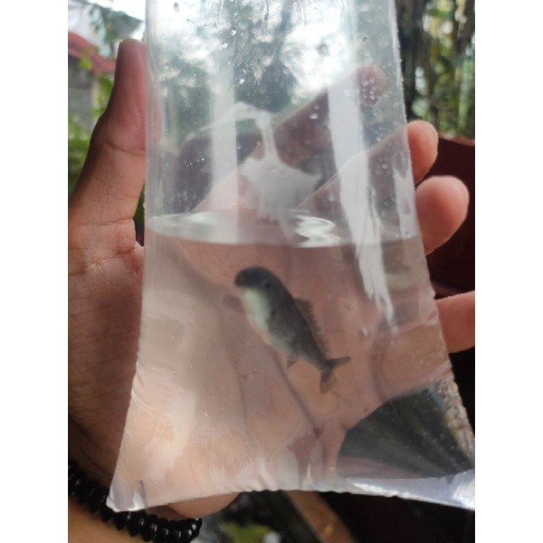 ikan lumba lumba air tawar / ikan hias air tawar / ikan import
