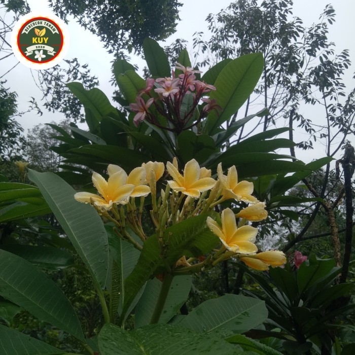 Tanaman Hias Kamboja Bali Kuning Tanaman Kamboja Bali 2 Meter