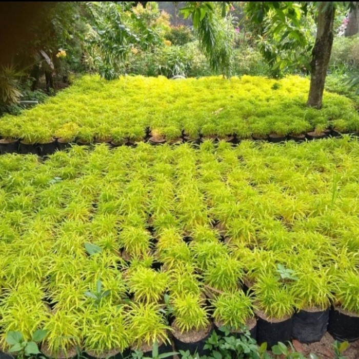 benih tanaman hias brokoli kuning