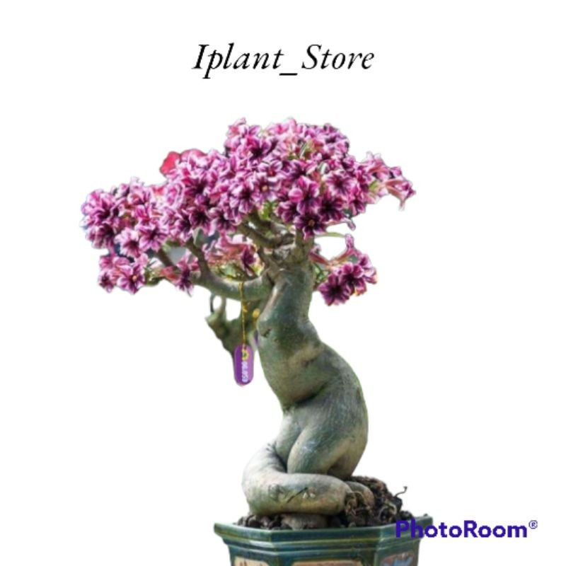 Tanaman hias adenium bahan bonsay/adenium bonggol besar/adenium bunga tumpuk/kamboja jepang bonggol 