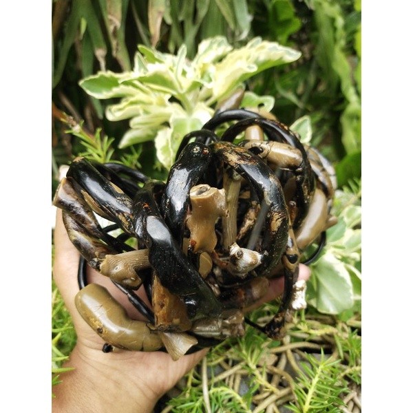 IMDAHANDICRAFT GELANG AKAR BAHAR HITAM ALAMI KOMBINASI BONGGOL