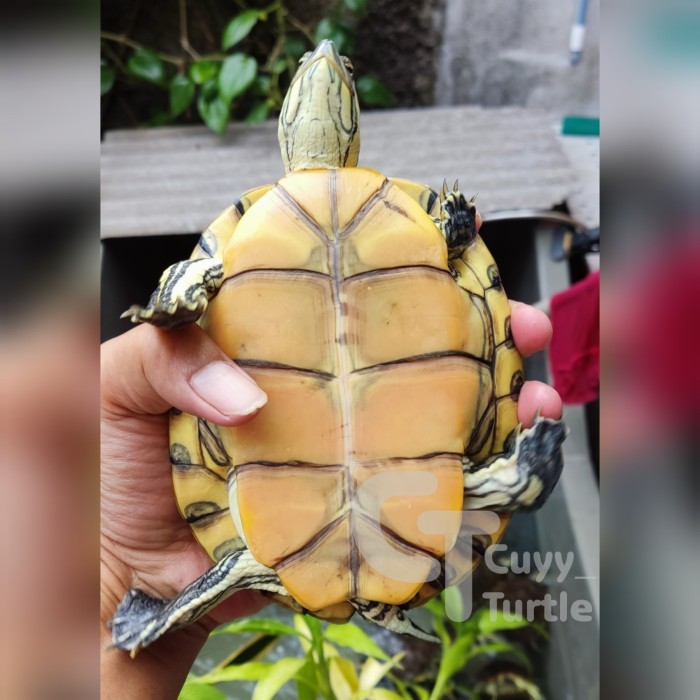 SALE -KURA KURA AIR Venusta Slider (Trachemys Venusta) - Kode 2