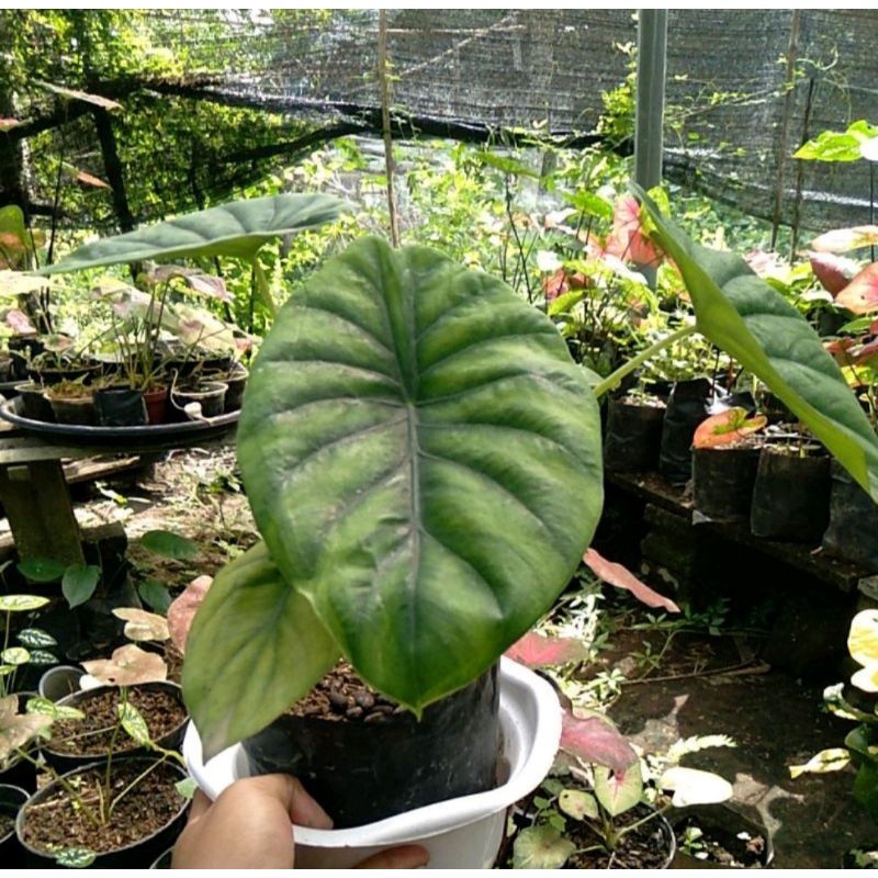 KOKOWA FLORA Alocasia Tengkorak Hijau Tanaman Hias Hidup Segar Corak Unik Menyeramkan Cantik Bunga K