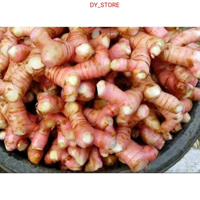 

Terlaris Umbi lengkuas basah 500gram laja gowah jahe alas hutan segar