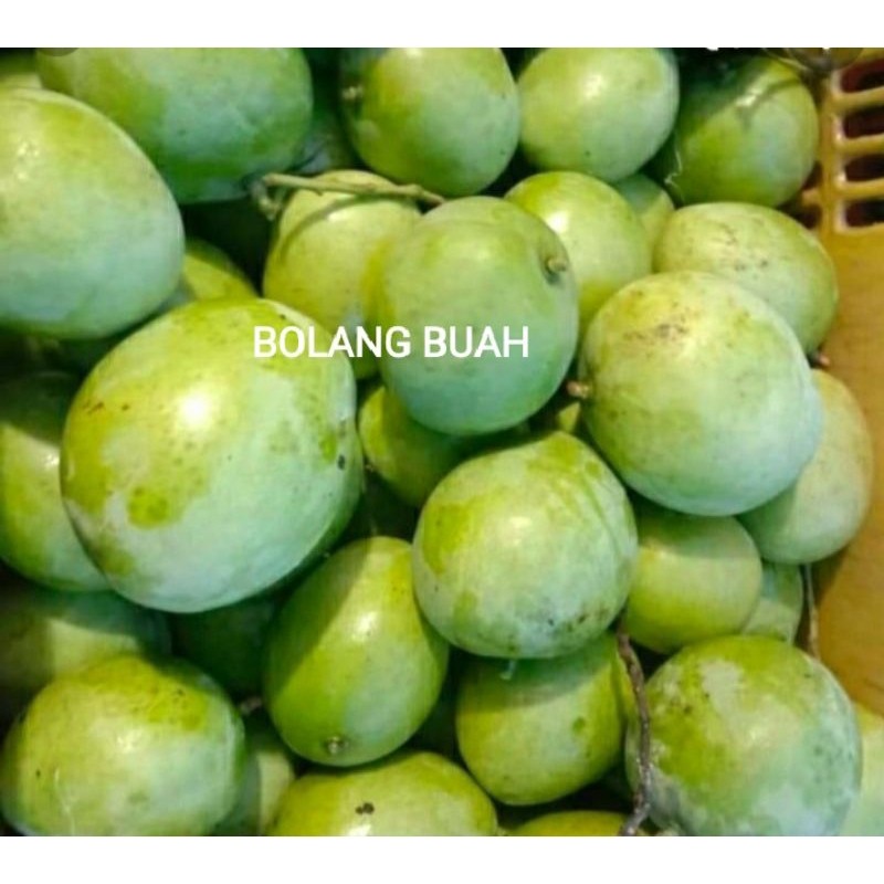 

PROMO AMBYAR Mangga Muda Segarr Sangat Cocok untuk Rujak Isi 1kg TERMURAH