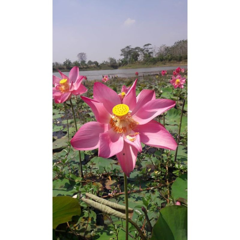 Nelumbo nucifera - 7 Biji Teratai / Lotus Pink