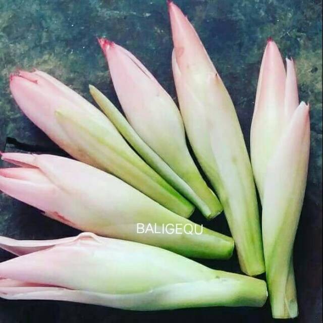 

Bunga Kecombrang Langsung Dipetik dari Kebun - Harga diatas untuk 1 kg tanpa tangkai