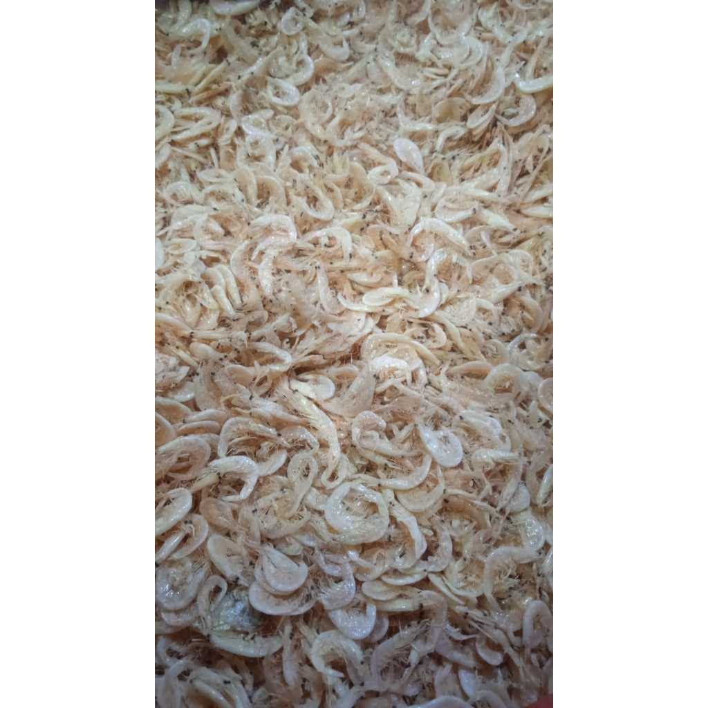 

Udang Rebon