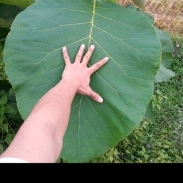 

Daun jati sgar daun jati herbal...