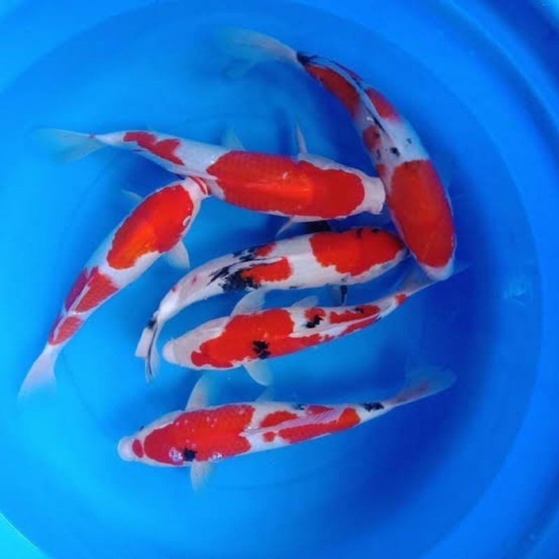 Paket Isi 30 Bibit Koi Shusui Kohaku Showa Shiro PLatinum Kumpay Non Slayer Koi