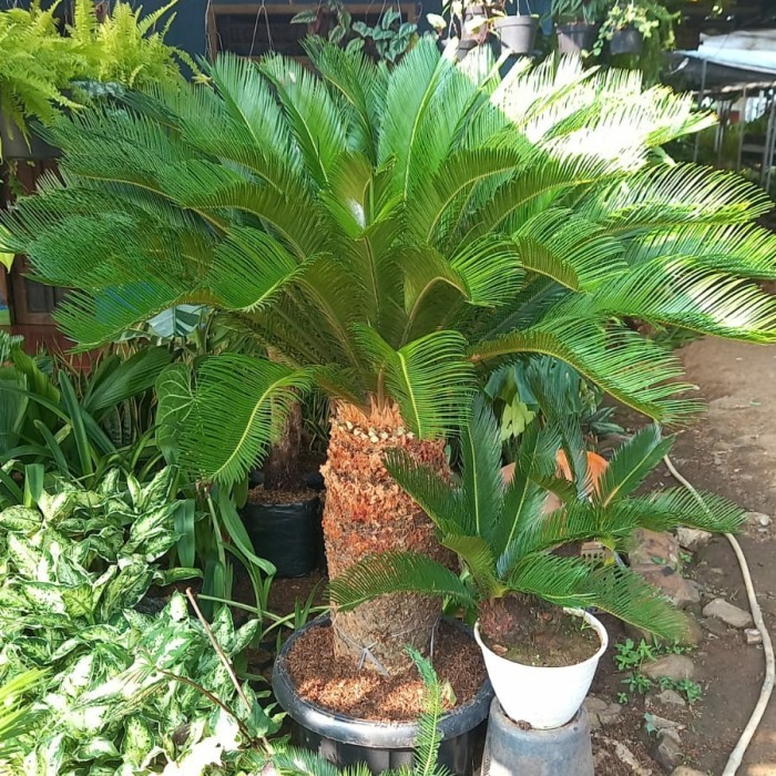New tanaman hias palem sikas batang besar ukuran 1,5 up