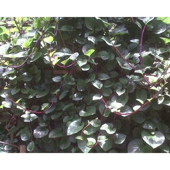 

Daun binahong segar terbaik