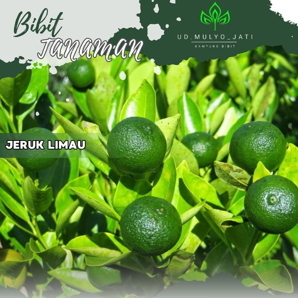 Bibit Jeruk Limau/jeruk sambal jeruk sambal atau jeruk limau