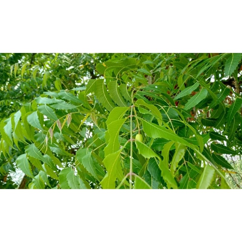 

daun mindi/mimba fresh murah 1kg