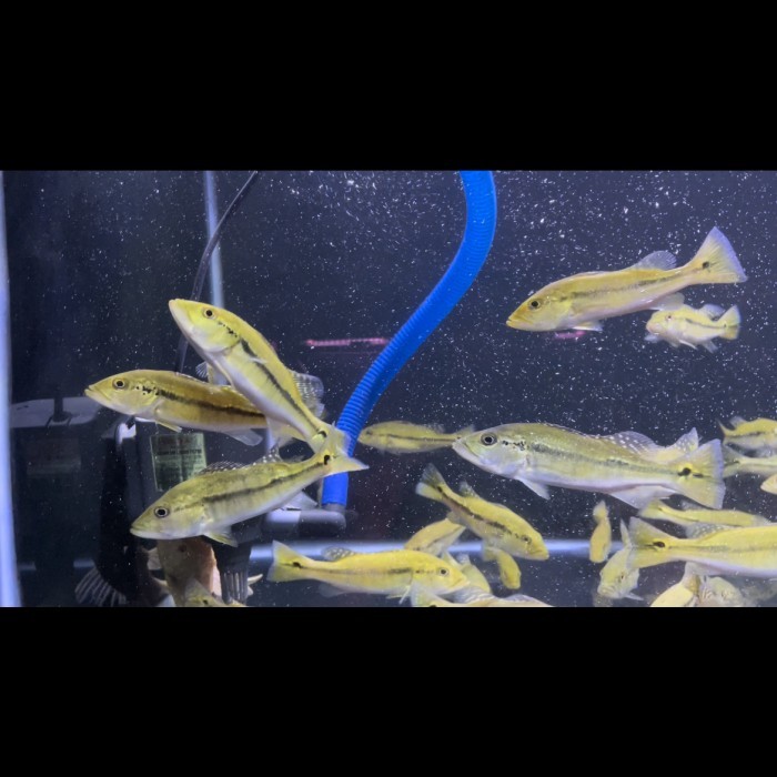 Peacockbass intermedia 13-15cm / pbass intermedia