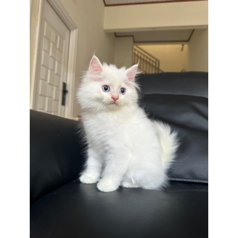kucing kitten persia mix mainecoon white solid 2 bulan jantan