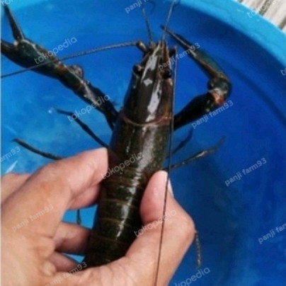 SALE -paket indukan lobster air tawar 10 ekor