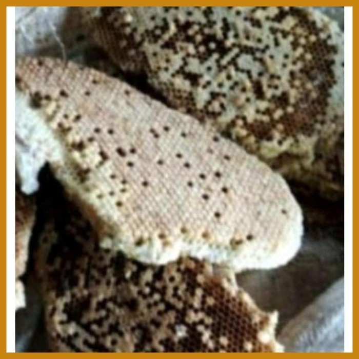 SALE -Larva Lebah Tawon 100% Asli Per 300 Gram