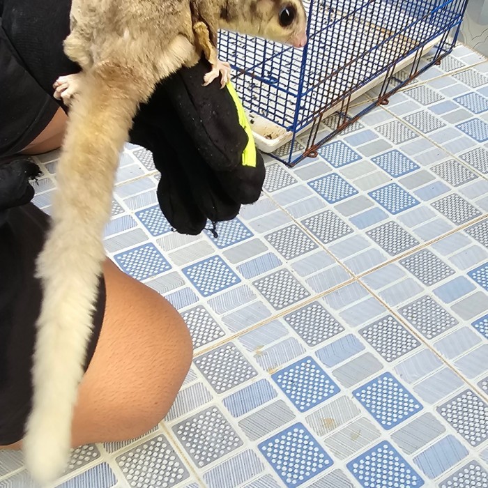 SALE -sugar glider mozaik