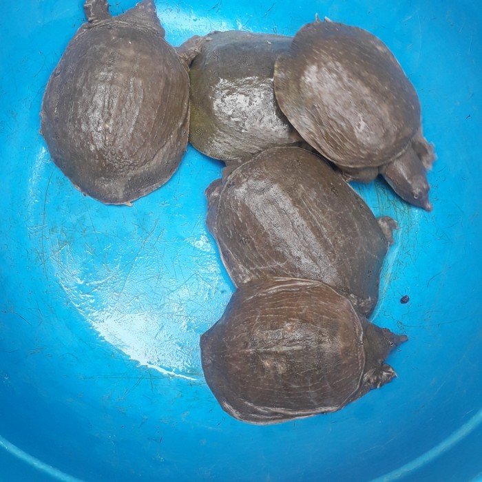 SALE -labi2 hidup 1kg isi 4-5 ekor - 500gr