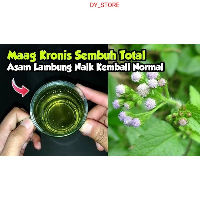 

Terlaris Daun bandotan babadotan segar 500gram siap petik non pestisida
