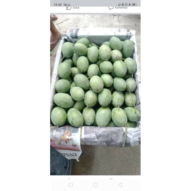 

BUAH MANGGA MUDA 1KG