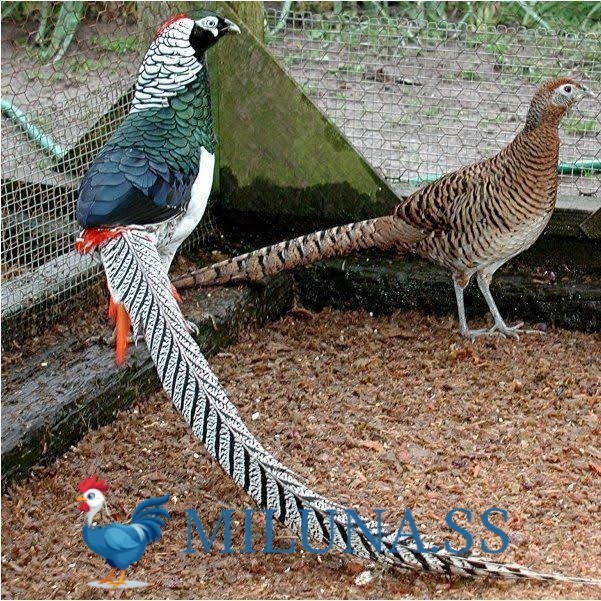 FERTIL TELUR AYAM hias ringneck lady amherst pheasant  untuk ditetaskan