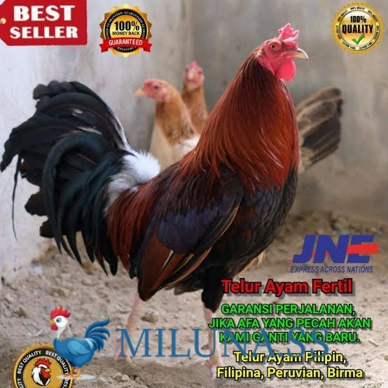 

FERTIL TELUR AYAM hias pilipin bisa ditetaskan Langsung