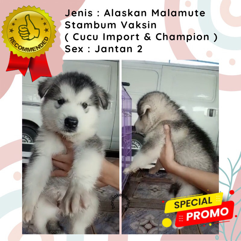 Anak Anjing Alaskan Malamute Stambum Jantan Betina Alaska Malamute
