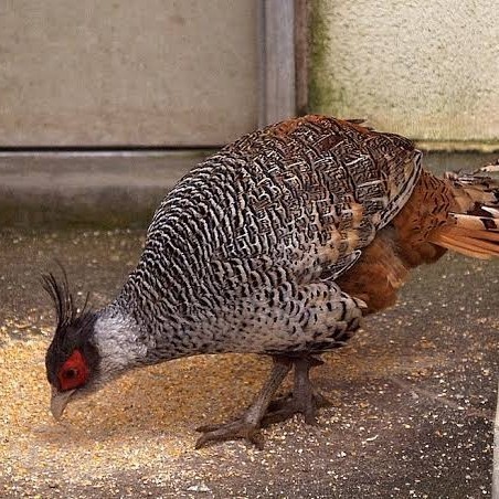 

Fertil Telur ayan hias ringneck cheer pheasant fertil bisa ditetaskan
