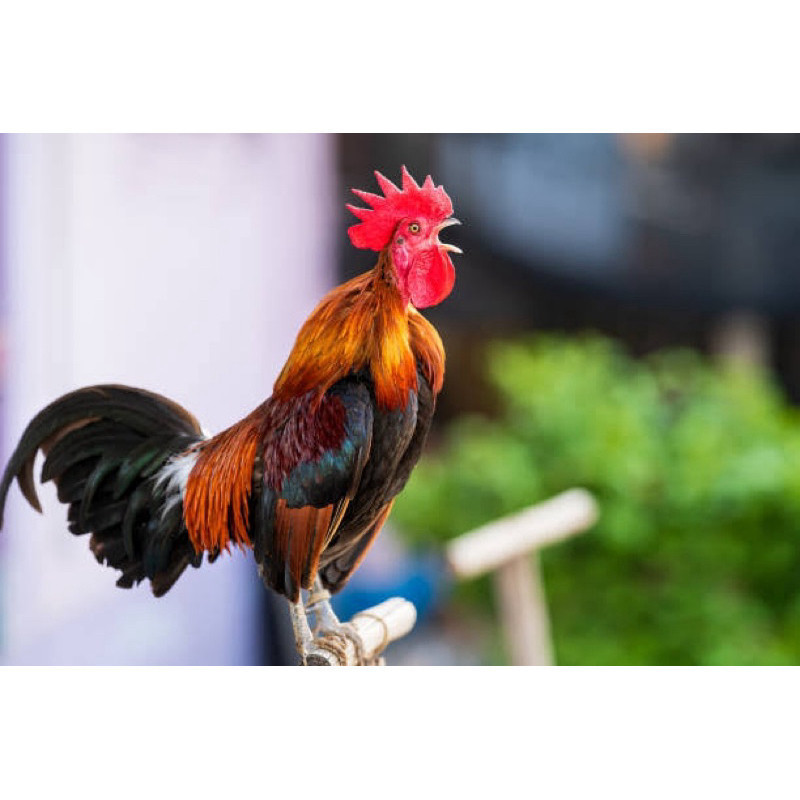 

Fertil TELUR FERTIL AYAM KETAWA SLOW/DANGDUT/DURSAM UNTUK DINTETASKAN